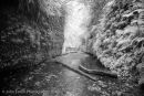 Fern Canyon #2